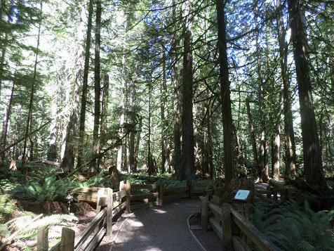 Cathedral Grove Image