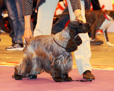 ♂ Ch. Chocoblue Match Point - Cocker Spaniel Inglés