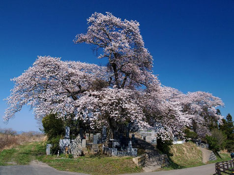 裏手の墓地