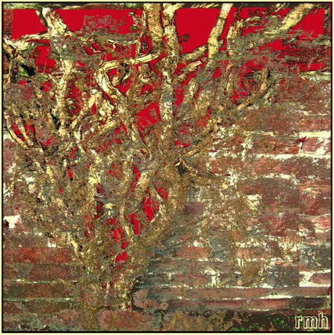 bittersweet wall