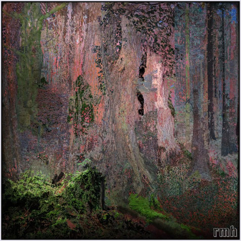 deep in the woods