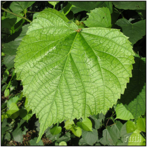 lime leaf