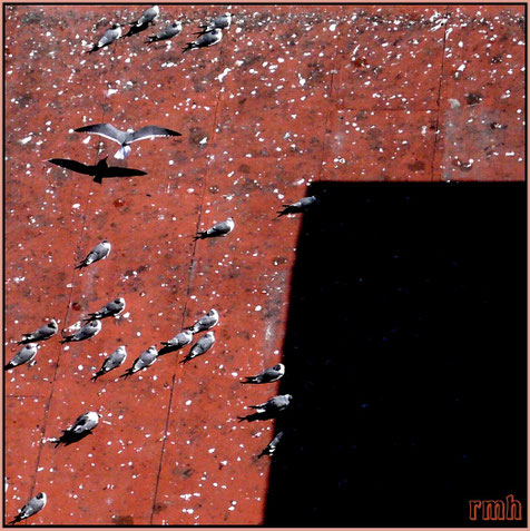 seagulls on a roof, Bahamas