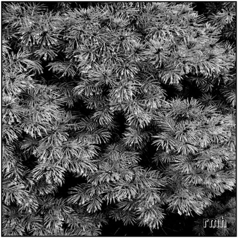 pine