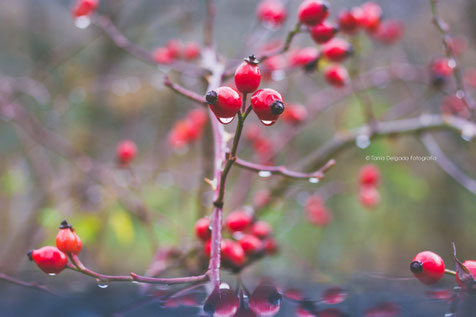 fotografia, naturaleza, aranjuez, hojas, otoño