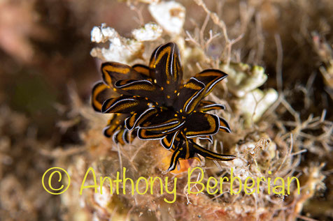 Cyerce nigricans, 2cm, Tahiti lafayette's bay 3m