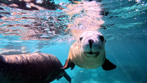 アシカスイム　ジュリアンベイ