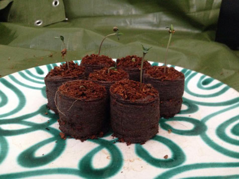 Cannabis Keimlinge die Spargeln 