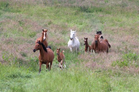 Nephrim Arabians