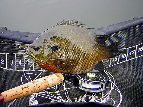 Bluegill on float tube stripping apron with fiberglass rod and Pflueger Medalist reel