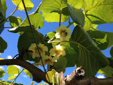 Abschied von den Kiwiplantagen - aus den Knospen sind Blüten geworden