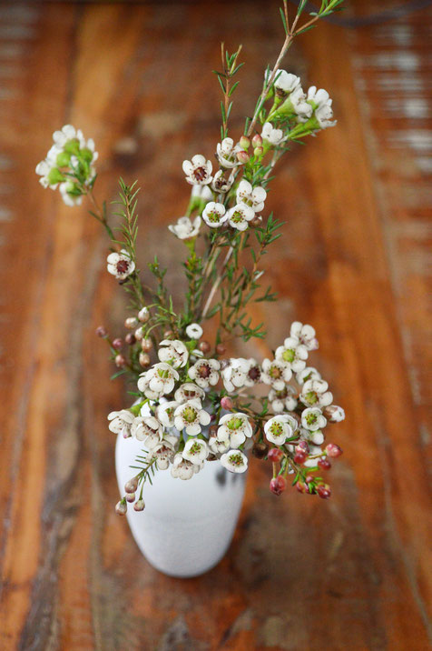 australische Wachsblume, Chamelaucium uncinatum, hakiges Chamelaucium, Vase