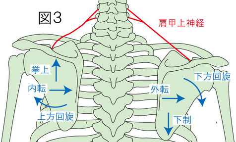 肩甲上神経と肩甲骨の動きとの関係