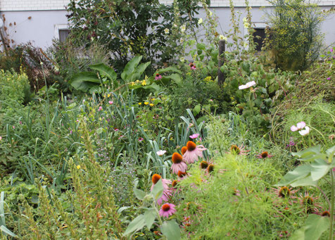 Mein kleiner Kräutergarten mit über 100 Heilpflanzen