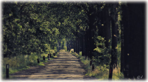 Alleenartige Landstraßen sorgen bei warmem Wetter für Kühle 