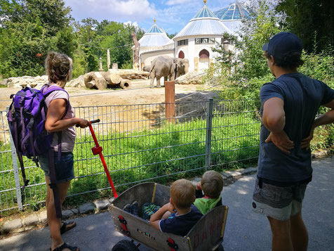 Praktisch ist es, wenn man im Tierpark ein Leiterwagerl mit dabei hat!