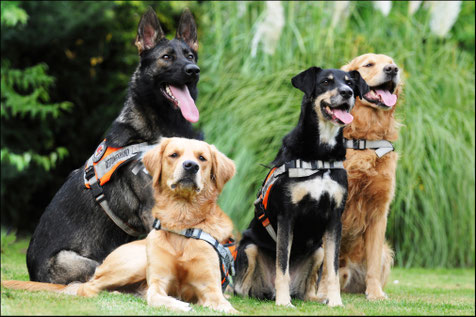 Hunde retten Menschen