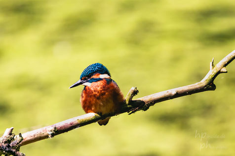 Eisvogel