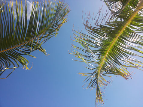Palme Himmel blau