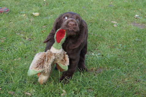 Alice as a puppy, Photo: Ulf F. Baumann