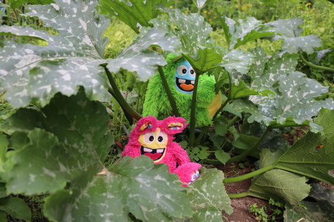 Ob sich noch ungeerntete Zucchinis finden? Theolino und Theolina schauen genau nach!