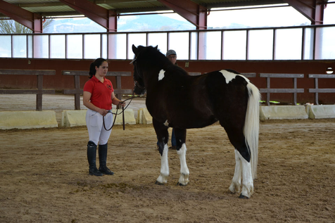 Fakir Unhaikoa, concours National des étalons Pottok de Sport de 3 ans, mars 2018