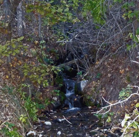 A spring-fed rill in the Jemez Mountains.