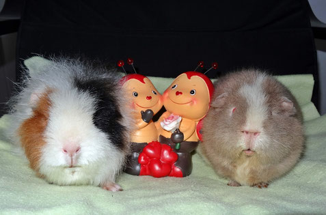Hanna, Wendi und 2 Glückskäferchen wünschen Euch ein gutes neues Jahr 2015!