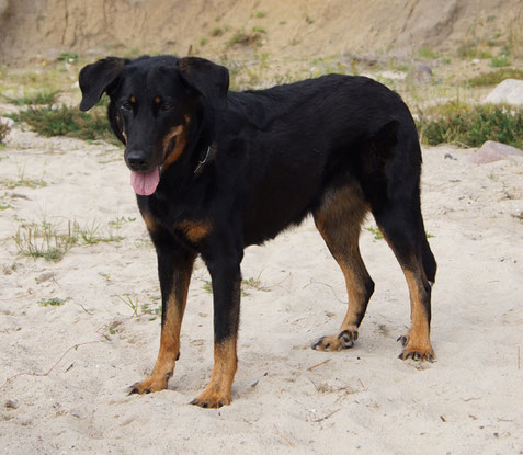 Ivette im Sand (Dänemark 2016)