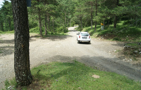 Kreuzung im Wald