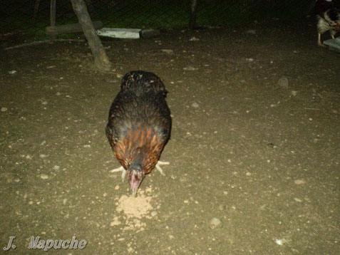 Gallina Mapuche Kollonka! Fotografiada al anochecer, Criador Juan J. S, Valparaiso (Chile)