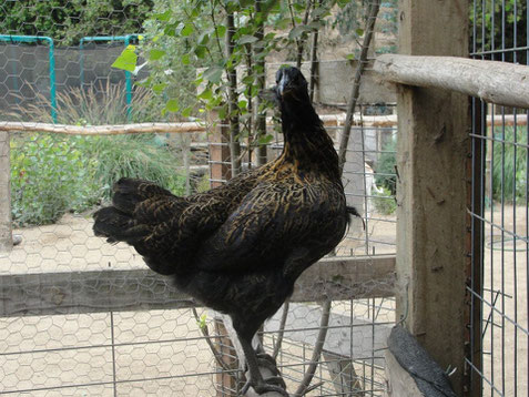 Gallina Mapuche Prehispanica! Variedad Criolla Mapuche.. Criador Rafael Cisternas (Chile)