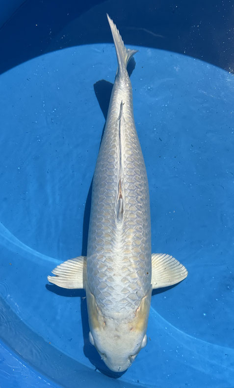 Sakazume Yonsai Platinum, 70 cm, female, Preis 450 Euro