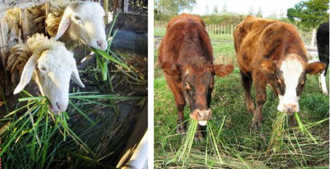 Picture Vetiver leaves for cattle food from lavierebelle.org