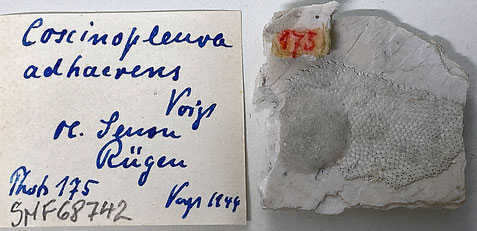 Senckenberg, Bryozoa, Bryozoen, Moostierchen, Sammlung Voigt