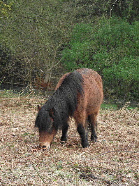 Dartmoor pony, Killerton, Devon