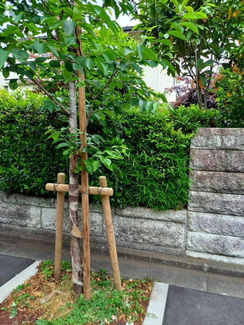 桜の植栽と支柱の例1