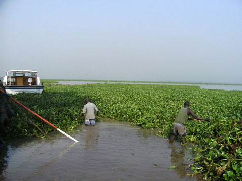 Water hyacinth infestation of Lake Victoria in Kenya.             Photo by Global Environment Facility (GEF). 