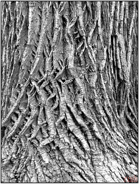 chestnut bark