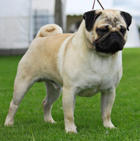 Pug Carlino