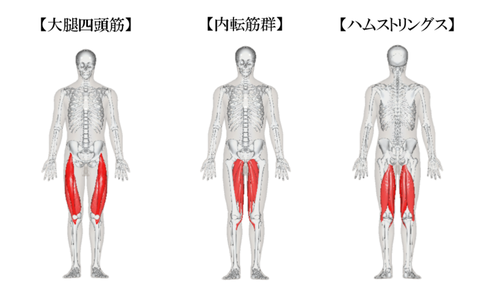 大腿四頭筋とハムストリングスと内転筋群の説明