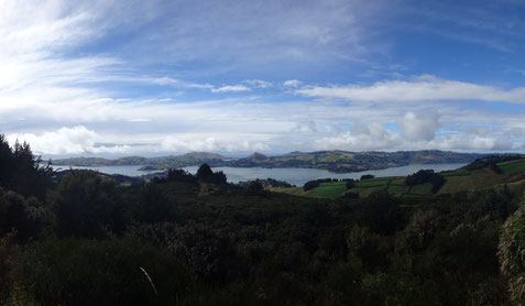 Blick auf die Otago Halbinsel... rechts im Bild am Ende der Bucht: Dunedin, wenn man mit einem Schiff weiter nach links fahren würde, käme man ins offene Meer... Steve: Das wäre die Passage für euer Schiff gewesen. 