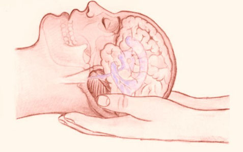 後頭骨オクシプット脳脊髄液第３脳室第４脳室