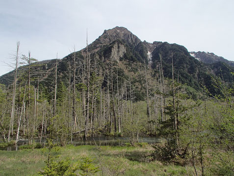 立ち枯れと六百山