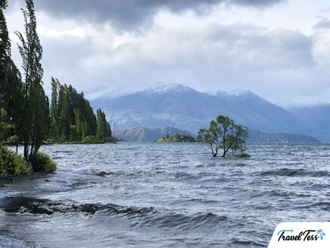 Wanaka Tree