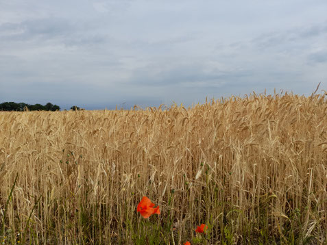 AgrarOptimal Erntehelferversicherung - Erntehelfer und Saisonarbeitskräfte in Deutschland preiswert und richtig versichern. weitere Anbieter im Vergleich
