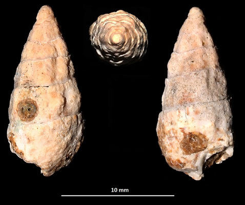 Cerithium cfr. lividulum, Sant'Agostino (Civitavecchia, RM)
