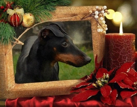 Bild, Hund, Manchester Terrier, Advent, Kerze