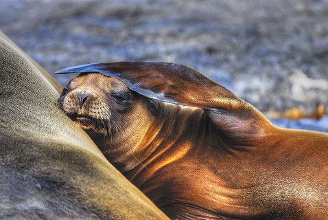Galapagos Shark Diving - sea lion laying on the beach