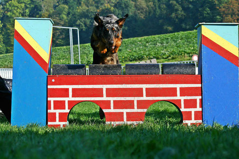 Hundeschule DreamTeam Agility